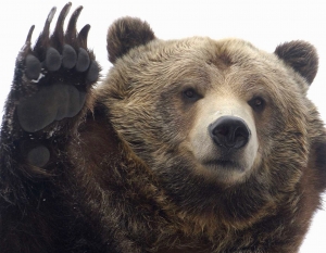 Sulmona. Orso ucciso, WWF, impugnare sentenza
