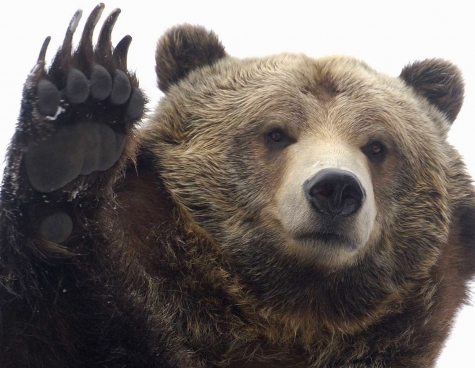 Sulmona. Orso ucciso, WWF, impugnare sentenza