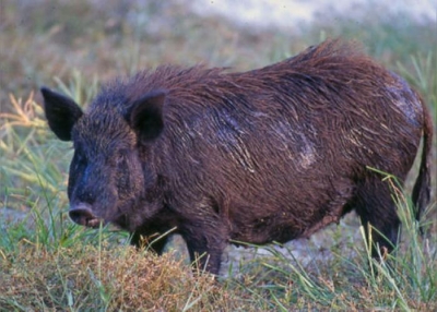 Cinghiale