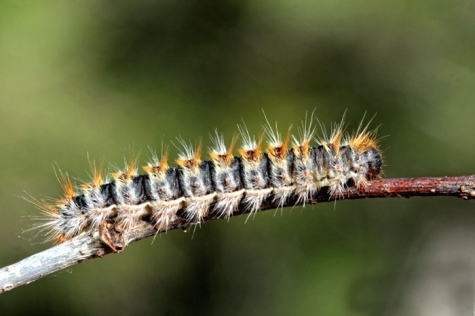 Processionaria del pino