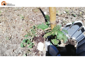 Caso Roverelle al Parco Di Cocco. La risposta del Co.n.al.pa. Pescara a Santilli