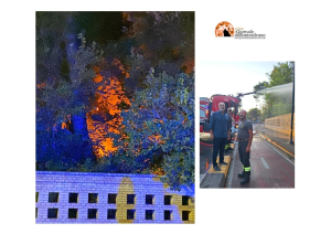 Pescara. Incendio nella Pineta Dannunziana:  "confinato tra viale della Pineta e il laghetto dei cigni, prima di placarsi definitivamente"