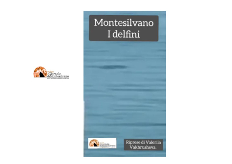 Delfini a Montesilvano - video