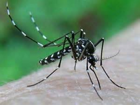 Cremona/Febbre del Nilo Occidentale: segnalati tre nuovi casi in Italia nelle province