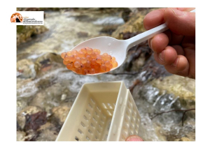 Trota a rischio estinzione.  In azione Life Streams per riproduzione trota del Parco Nazionale Maiella