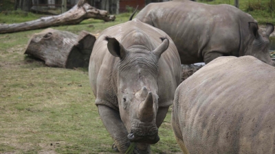 Parigi, orrore allo zoo, ucciso rinoceronte per rubare corno.