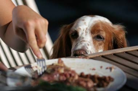 Cani/gatti. Se li ami niente extra: l'elenco dei cibi
