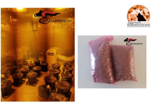 Montesilvano, coltivavano canapa in appartamento. Ecco le misure cautelari applicate.