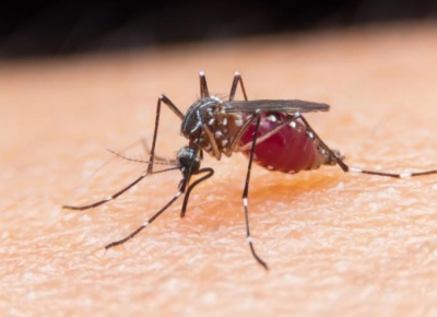 Pescara contro il virus west Nile potenzia disinfestazione zanzare
