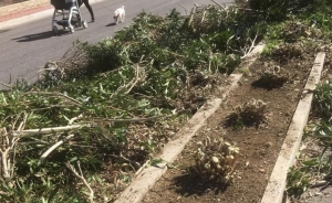 gli oleadri sulla strada parco