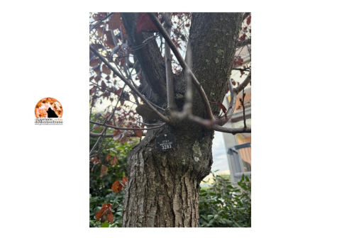 Montesilvano, Censimento Arboreo: il rapporto in città è di circa 9 alberi ogni 100 abitanti.