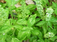 Basilico: antidolorifico per eccellenza aiuta la circolazione sanguigna.