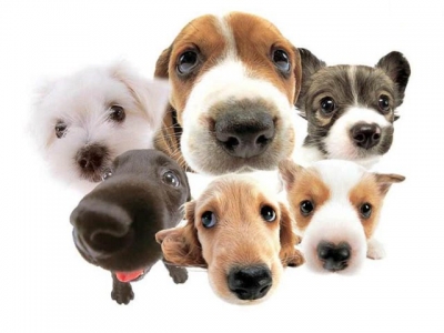 mobility dog a Ortona
