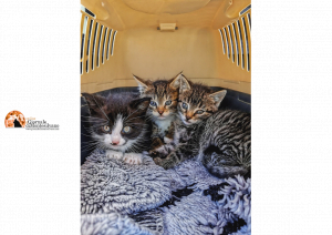 Pescara/taxi, sconti e gratis gli animali nel trasportino