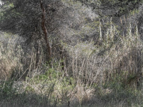 Fotografia. La Selva Chiara, personale di Paolo Dell'Elce