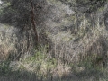 Fotografia. La Selva Chiara, personale di Paolo Dell'Elce