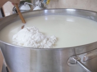 la cagliata