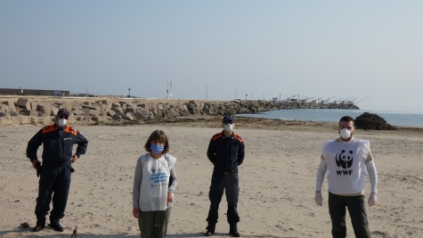 WWF Abruzzo, tutela il Fratino sulla costa regionale