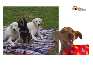 Montesilvano/cani, sterilizzazione e castrazione gratis per famiglie a basso reddito