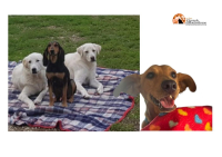 Montesilvano/cani, sterilizzazione e castrazione gratis per famiglie a basso reddito