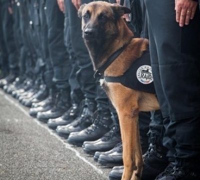 Diesel