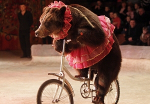 LAV scende in piazza a sostegno della legge No animali nel circo