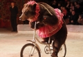 LAV scende in piazza a sostegno della legge No animali nel circo
