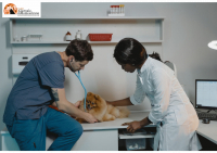 Lavoro: al via colloqui lavoro per veterinari e infermieri in Olanda