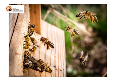 BeeOdiversity Park di Montebello di Bertona