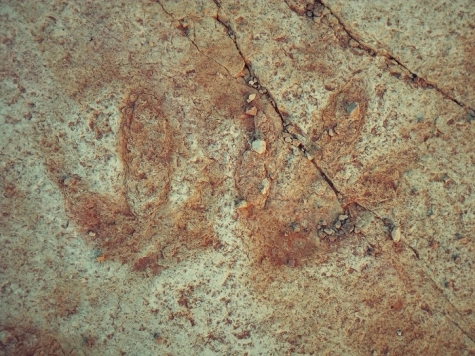 Dinosauri, le antiche tracce ad Apricena