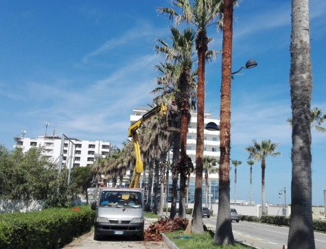 Montesilvano/Verde pubblico, Messa in sicurezza palme in corso sul lungomare