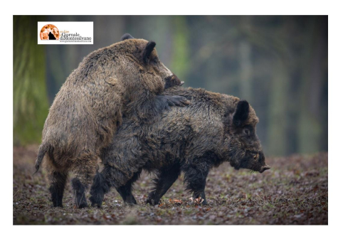 Abruzzo. Coldiretti su animali selvatici: "Non possiamo limitarci ad una riflessione esclusivamente ambientalista"