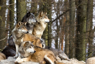Piano Lupi, rinviato, press animalisti fa riflettere