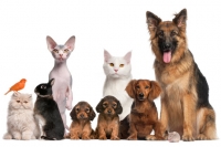 Pescara, pet therapy per la disabilità e garante degli animali