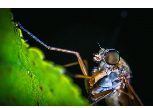 Montesilvano, disinfestazione zanzare, la quinta.