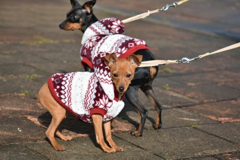 Pescara, guerra alle Deiezioni canine, parte nuova campagna.