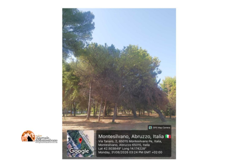 Montesilvano, "l'ombra della cocciniglia tartaruga minaccia la pineta".