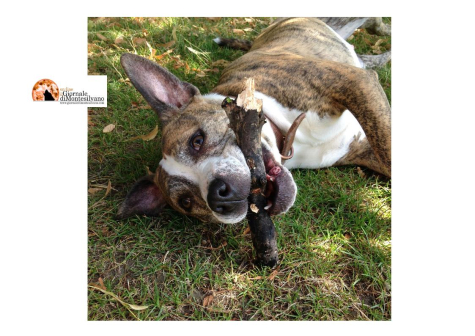 Montesilvano/Dog School. Seminari gratuiti per proprietari di cani