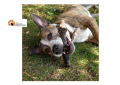 Montesilvano/Dog School. Seminari gratuiti per proprietari di cani
