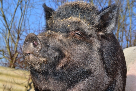Abruzzo. Coldiretti: contenimento cinghiali. Filiera contro la carne in nero e lavoro.