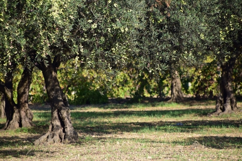 "Camminata tra gli olivi" in 103 città italiane