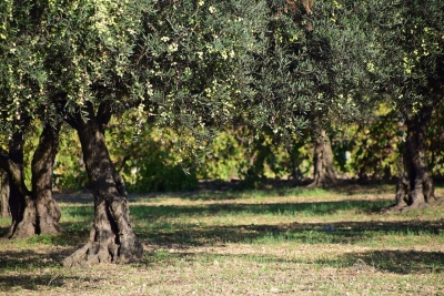 "Camminata tra gli olivi" in 103 città italiane