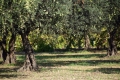 "Camminata tra gli olivi" in 103 città italiane