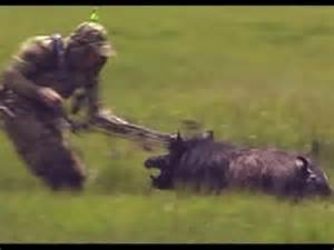 Stop alla caccia ai cinghiali nel Vomano e Salinello