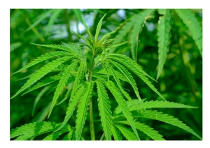 Cannabis, depenalizzata coltivazione non oltre 4 piante femmine.