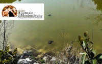 Le tartarughe del Parco