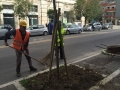 ripiantumazione in via Conte di Ruvo