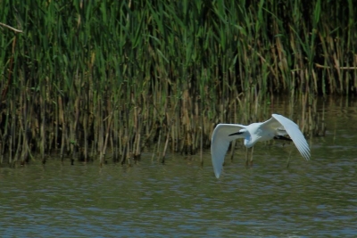 Montesilvano/Saline, un libro di Milillo, "ora turista trova ambiente tutelato"
