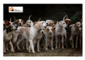 Pescara, contributo per chi adotterà uno dei 38 cani diretti a Civitella Casanova