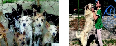“L’Amore non si compra”, battaglia contro tratta di cuccioli di cane.